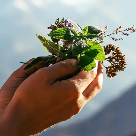 Hands on a background of mountains hold healing and aromatic herbs.