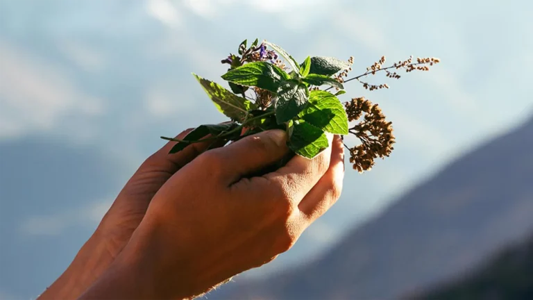 Hands on a background of mountains hold healing and aromatic herbs.