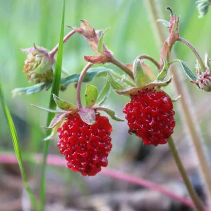Close-up of two strawberries growing on the ground