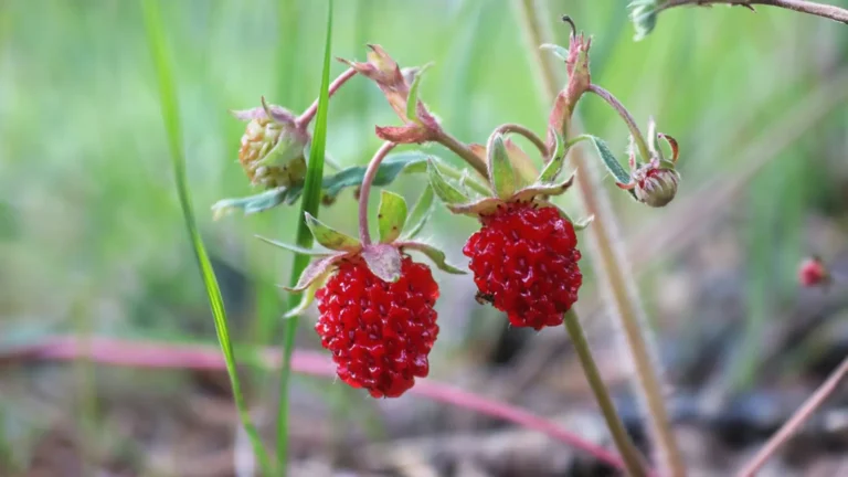 Close-up of two strawberries growing on the ground